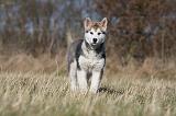 ALASKAN MALAMUTE 869